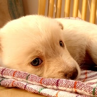 Profile picture of LDLMS1